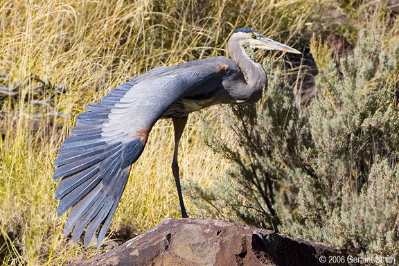 I went back to visit the Great Blue Heron in Orilla Verde and captured images of this beautiful display