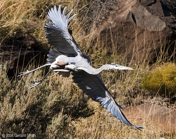 I went back to visit the Great Blue Heron in Orilla Verde and captured images of this beautiful display