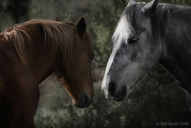 Rocky and Rio in Pilar, New Mexico 