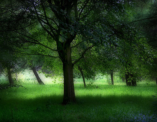 Green woods Temple Newsham Park, Yorkshire, England