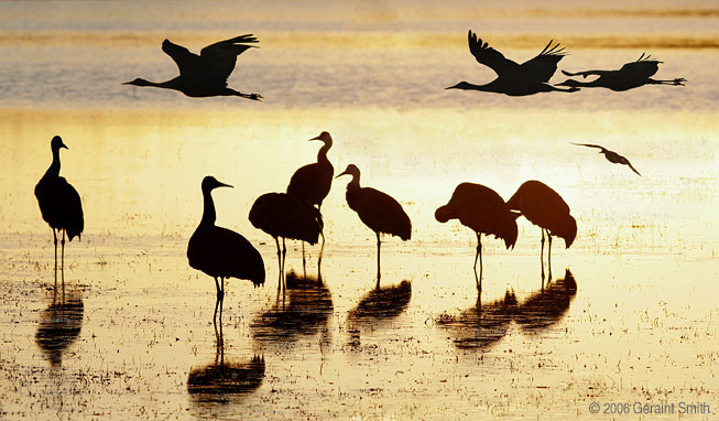 Sandhill Cranes and a duck