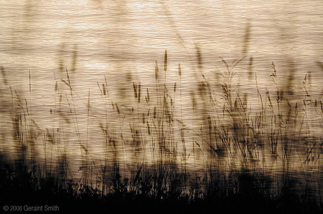 Grasses along Yellowstone Lake, Wyoming