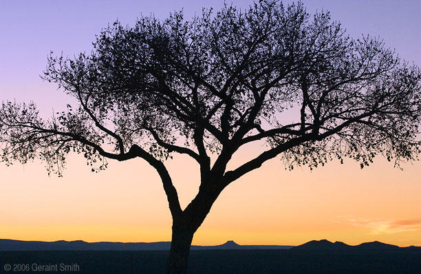 Lone Tree at the Rio Grande Gorge Overlook, Taos, New Mexico