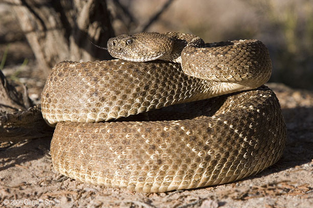 Diamond Back Rattlesnake (also known as a 'coontail' rattler)