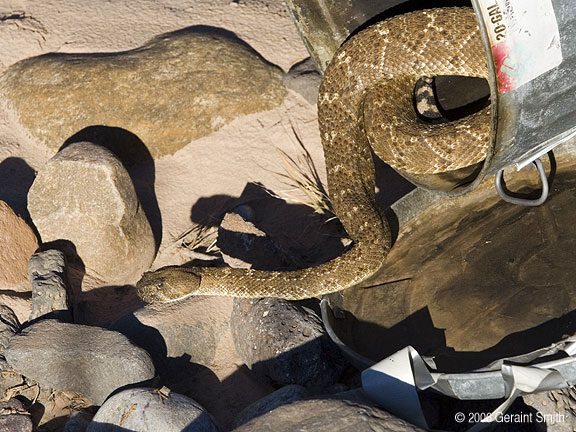 Diamond Back Rattlesnake (also known as a 'coontail' rattler)