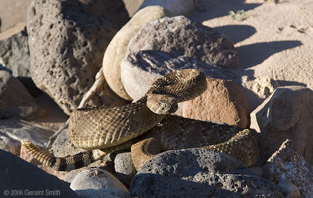 Diamond Back Rattlesnake (also known as a 'coontail' rattler)