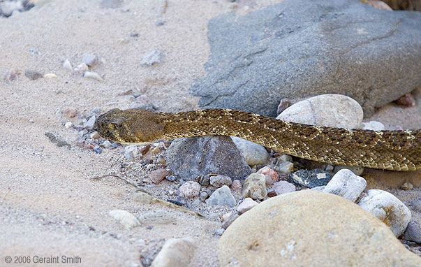 Diamond Back Rattlesnake (also known as a 'coontail' rattler)