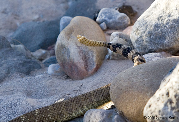 Diamond Back Rattlesnake (also known as a 'coontail' rattler)