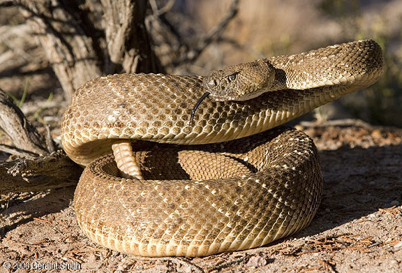 Diamond Back Rattlesnake (also known as a 'coontail' rattler)