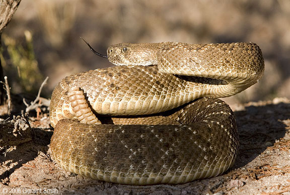 Diamond Back Rattlesnake (also known as a 'coontail' rattler)