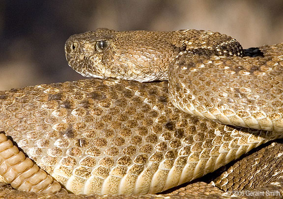 Diamond Back Rattlesnake (also known as a 'coontail' rattler)