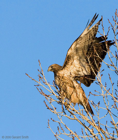 "Red Tailed Hawk" along the Rio Lucero Taos, New Mexico