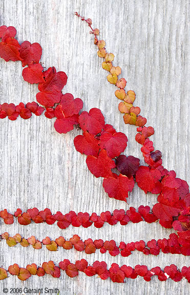 Late fall color Vine on a bank wall in Santa Fe New Mexico