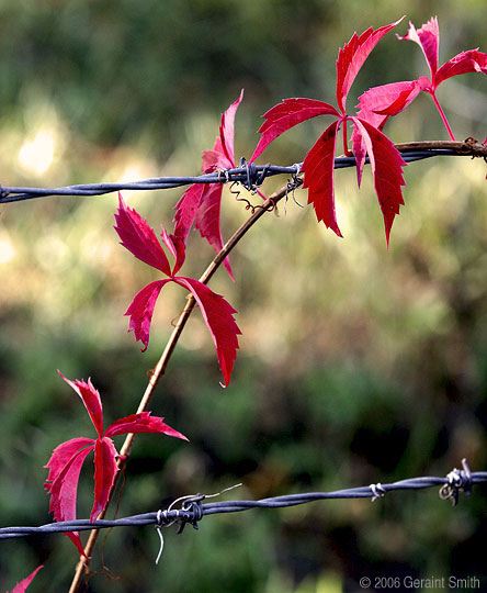 Barbed Vine in Arroyo Hondo, New Mexico