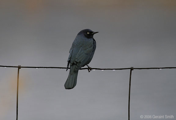 Brewers Blackbird