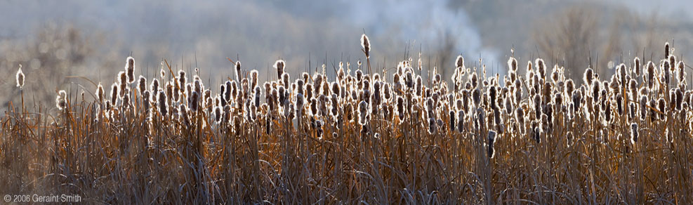 Morning Cat Tails, Ranchos de Taos, NM