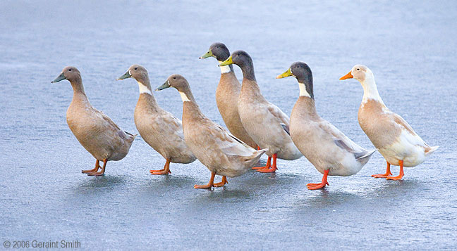 Geese on ice along the Rio Lucero in Taos, New Mexico