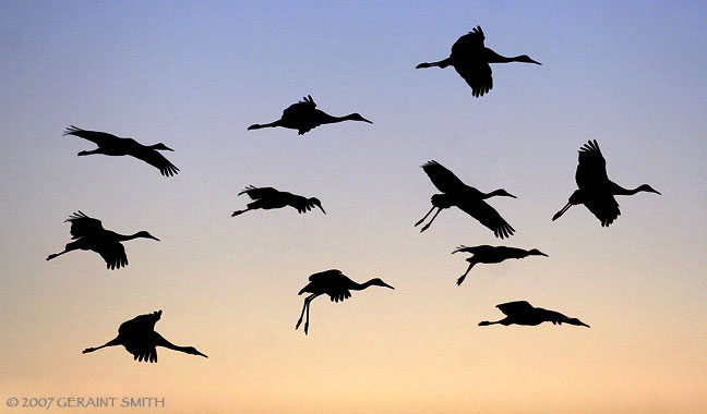 Cranes coming in to land in the Bosque del Apache NWR, Socorro, New Mexico