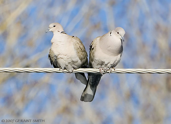 Birds on a wire