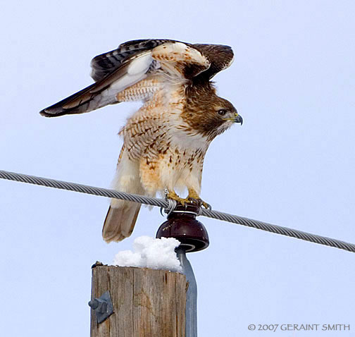 Red Tailed Hawk in Ranchos de Taos