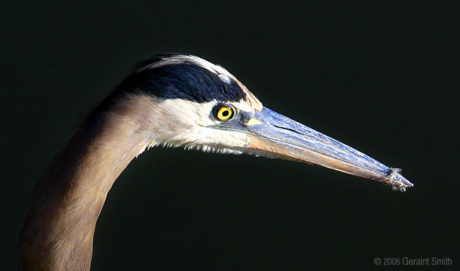 Great Blue Heron in the Bosque del Apache