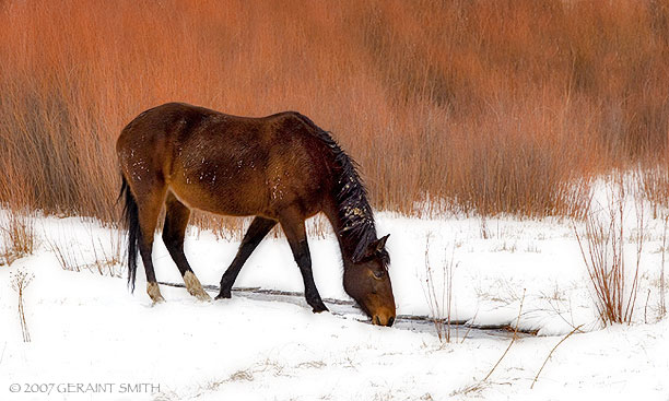 Horse drinks from a stream amongst the willows in Lower Ranchitos Taos, NM