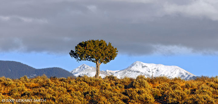 Lone tree on the mesa west of Taos, NM