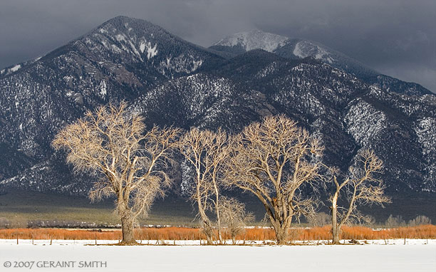 Cottonwoods, willlow mountain light