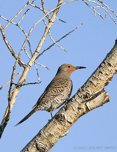 Northern Flicker (red shafted, male)
