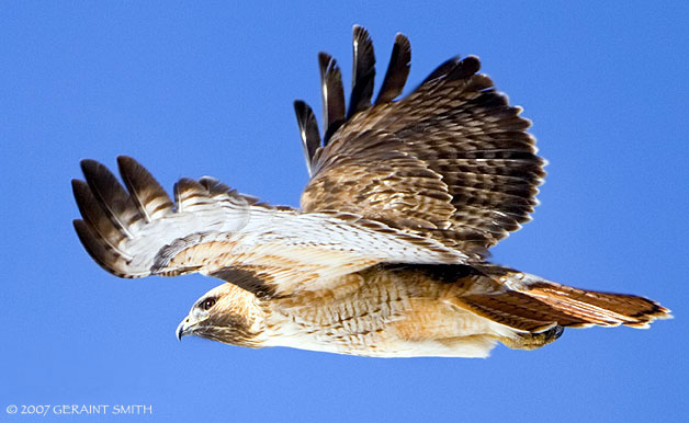Red Tailed hawk in flight over the Taos valley