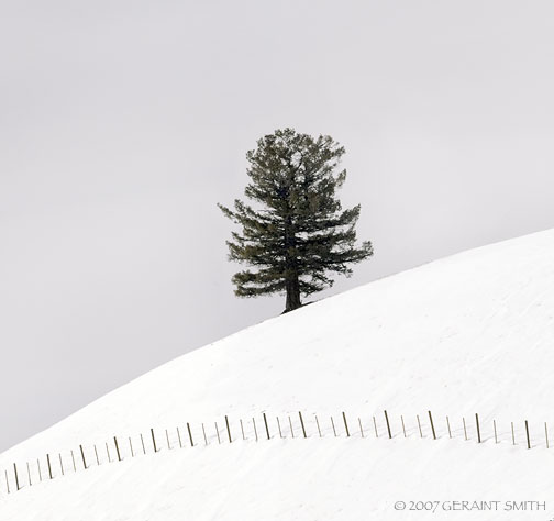 Hill Tree Sentinel - Highway 64, NM