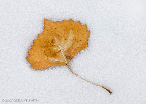 'Snow Leaf'