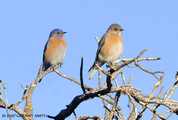 Male and female Western Bluebirds on the trail in Taos Canyon, New Mexico 