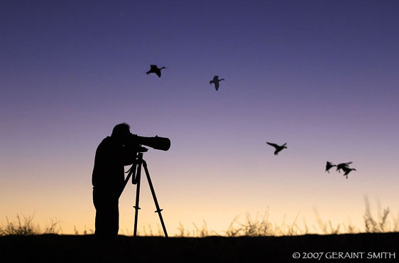 Sunset, geese a photographers silhouette ... familiar sight at the Bosque del Apache