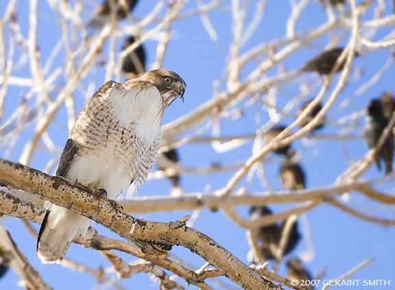 Red tail hawk with starlings