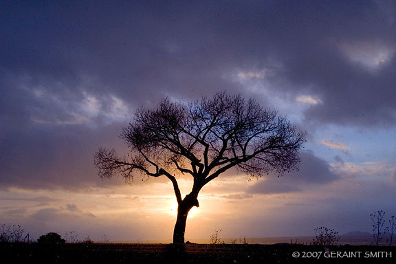 Lonetree at the Gorge overlook, Taos NM