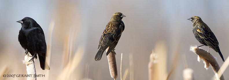 Red wing blackbirds in the cat tails in Ranchos de Taos