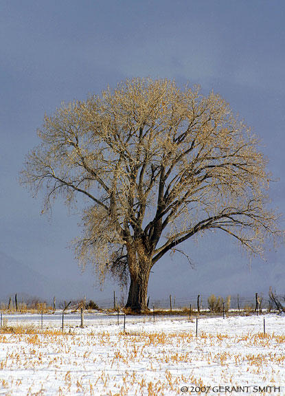 Tree light Taos, NM