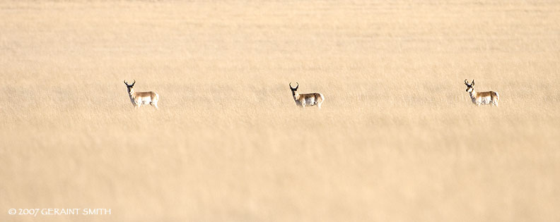 Pronghorn Antelope on the grasslands in eastern New Mexico