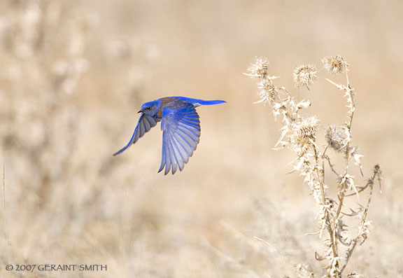 Western Bluebird in La Cueva, New Mexico