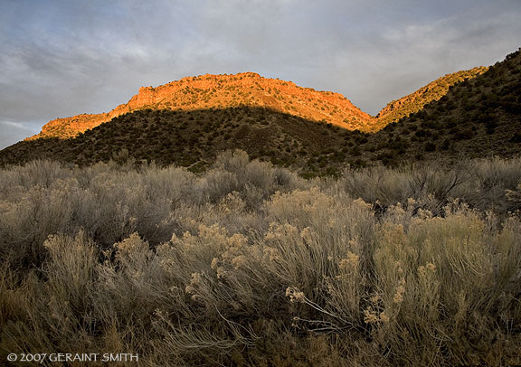 Evening light and chamisa in the Rio Grande Gorge, Pilar New Mexico