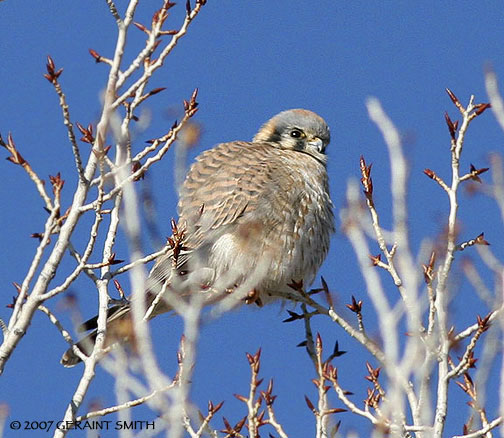 American Kestral along the Rio Grande in Pilar, New Mexico