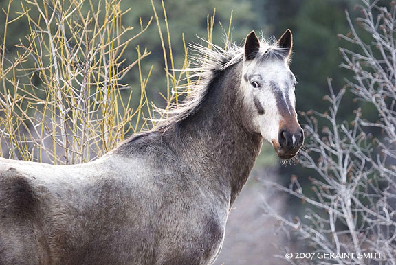 Appaloosa bad hair day