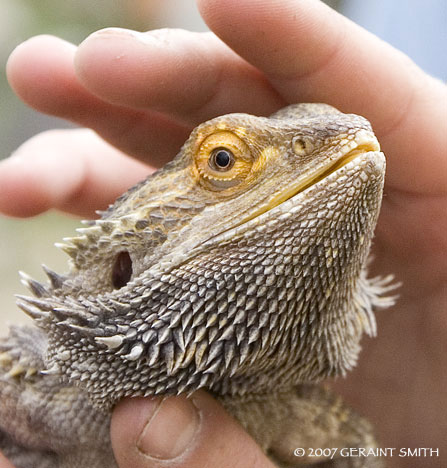 A Bearded Dragon in Pilar New Mexico