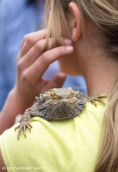 A Bearded Dragon in Pilar, New Mexico