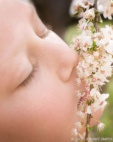 Spring Blossoms