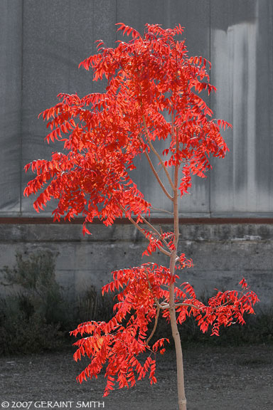 Red on Grey, tree and building in Taos NM