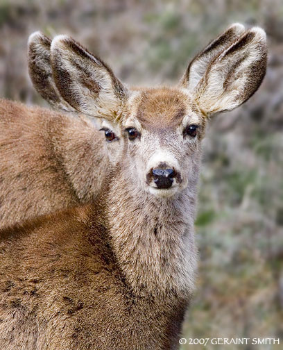 Playing peekaboo with the Mule deer near the Philmont Scout Ranch in Cimarron Canyon in the Sangre de Critos, New Mexico