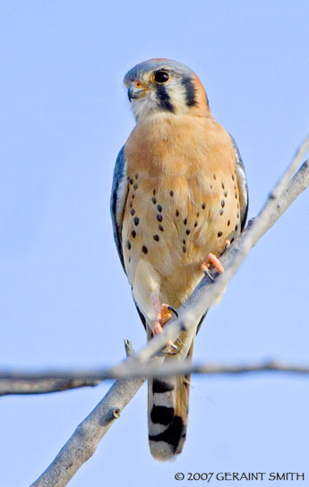 Kestrel along the Rio GrandeI seem to run into these fiesty little birds quite frequently