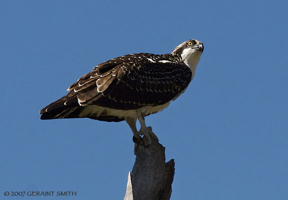 Osprey near Tres Ritos, northern New Mexico